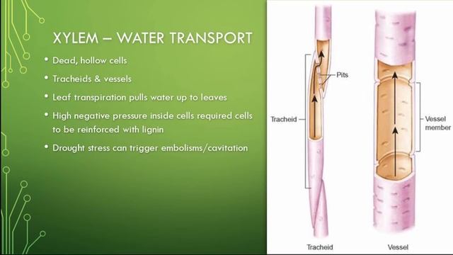 6.3 Transport within the plant for year 11 biology students смотреть онлайн