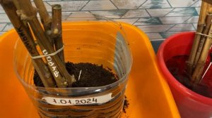 КОРНЕВИН ИЛИ RHIZOPON? Стимуляторы корнеобразования. 2024