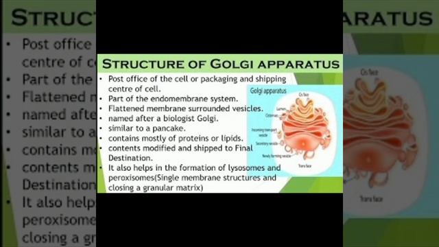 Golgi Complex - Cell Secretory process смотреть онлайн