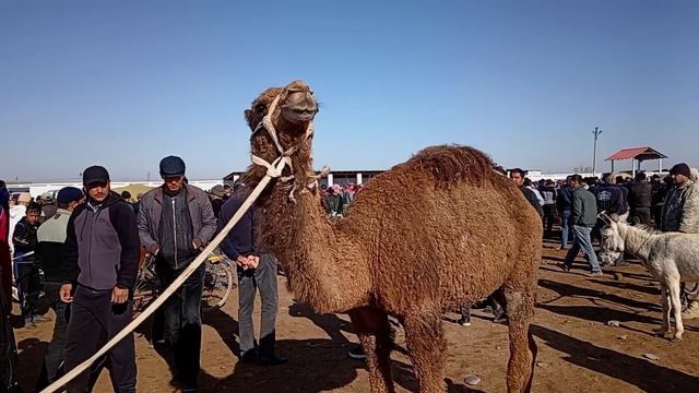 31,03,,2024, Qarshi karvon mol bozori reali narxda Sotilgan narxda 🦬🐂🐄🤫😱😅😁🥶 смотреть онлайн