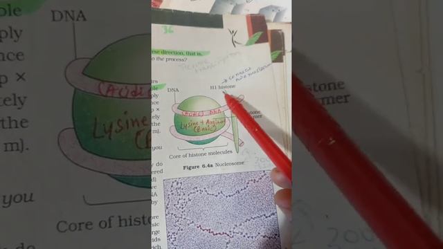 Crux📌Nucleosome and packing🔥#genetics #neet2022 #neetadmitcard #animalkingdom #biologytricks #pbloc смотреть онлайн