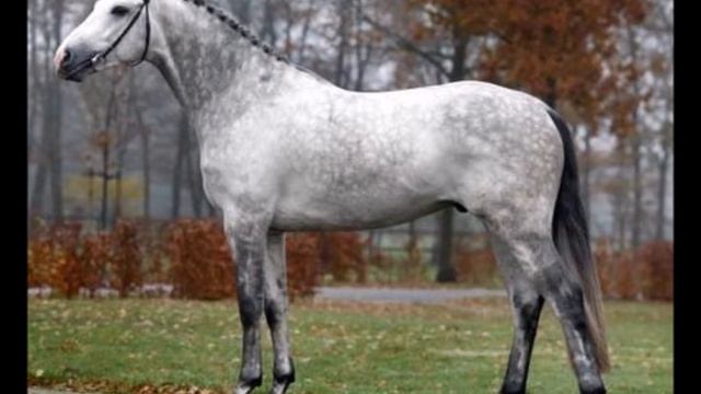 Nerd Herd: Horse Colors for Beginners смотреть онлайн