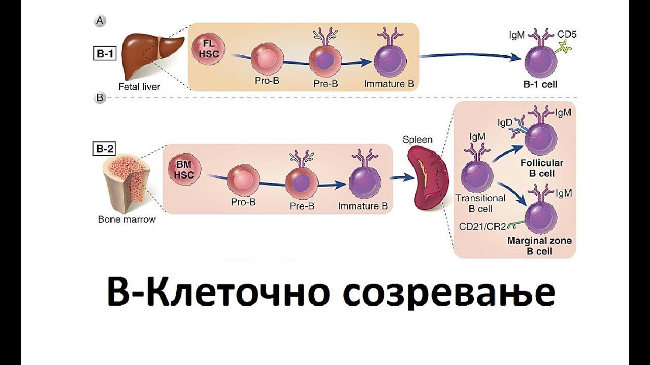 В-кл. Созревање | Имунологија смотреть онлайн