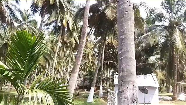 Aazhiyaru- Inside the Coconut grove-ஆழியாறு தென்னந்தோப்புக்கள் смотреть онлайн