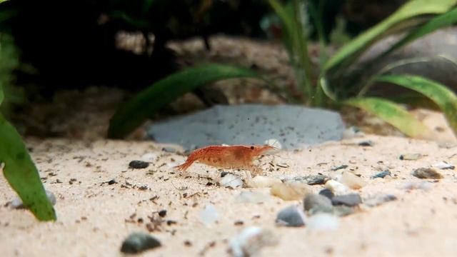 Come abbassare il pH in acquario dolce - Effetto tampone, KH, Torba, CO2 - Facciamo chiarezza смотреть онлайн