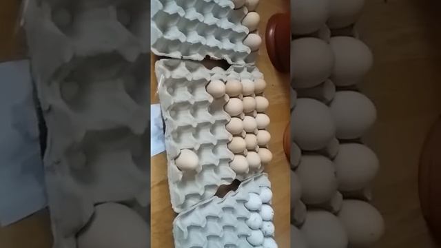 Кури брами смотреть онлайн