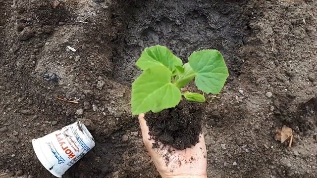 Огурчики на ПМЖ в теплицу. смотреть онлайн