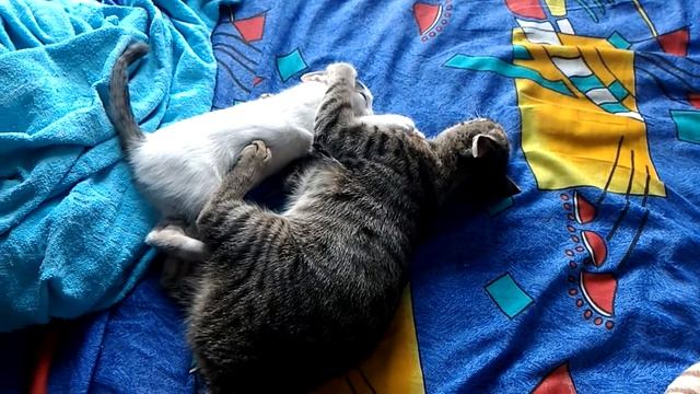 Соня и Ляля. смотреть онлайн