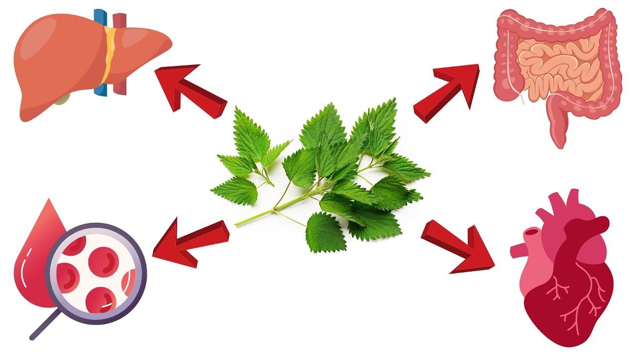 Чем полезна крапива ? / Крапива двудомная / Urtica dioica L смотреть онлайн