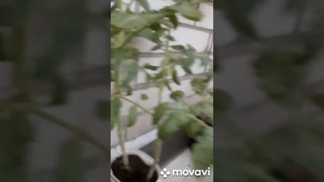 СЕМЕЙНЫЙ ВЕЧЕР/РАССКАЗ О МОЕМ СПОСОБЕ ОТДЫХА ОТ РУТИННОЙ ЖИЗНИ смотреть онлайн