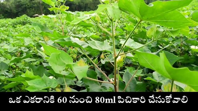 Spinosad - 45%SC full information in Telugu -8867280317 శ్రీ రేవణసిద్దేశ్వర ఫర్టిలైజర్స్ హల్వి смотреть онлайн