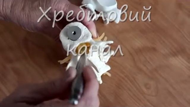 Розміщення і межі спинного мозку смотреть онлайн
