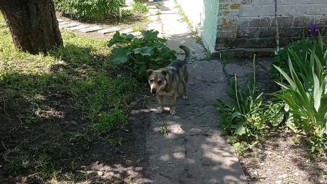 Мою окна и пришлось косить траву.Много дел в селе ,делаю ,делаю ,и никак не сделаю🥺 смотреть онлайн