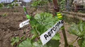 Прививка винограда черным в зеленое