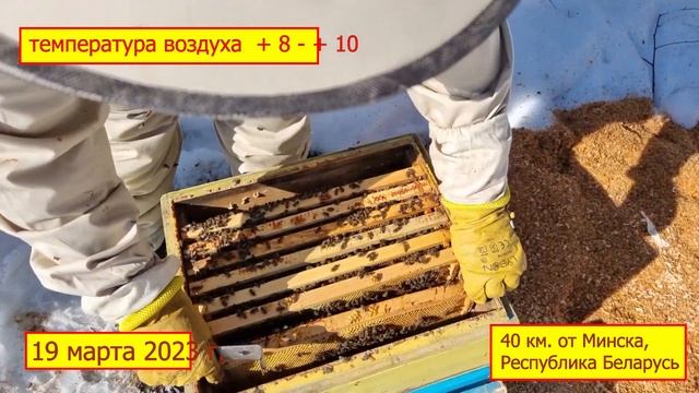 Пришла весна! Первые работы на пасеке. 19 марта 2023 года. смотреть онлайн