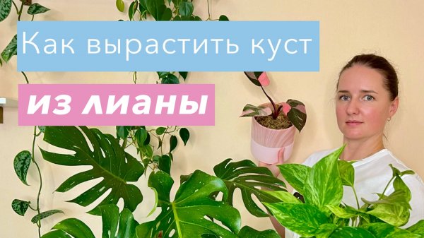 №100. Лианы в виде куста. Что делать, чтобы лиана не была слишком длинной? Держим компактный размер.
