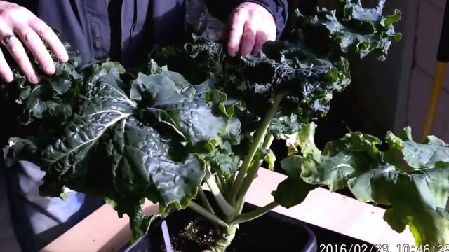 Kale under LED vs CFL vs Sunlight review 2 смотреть онлайн