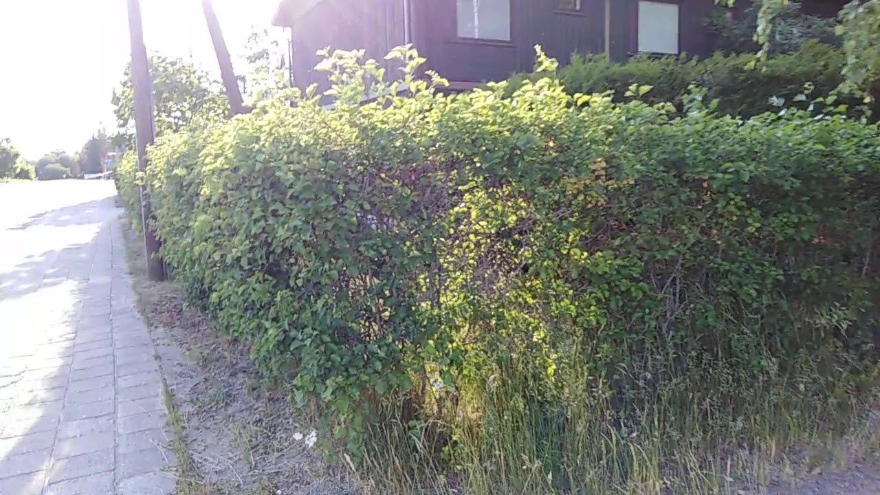 Продолжу свой рассказ и прогулку