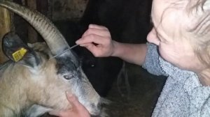 Наш первый опыт обезроживание козы