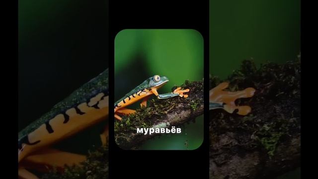 Подержали бы такой пирожок в руках? 🐸 #планетаэкзотики #лягушка #10вопросов смотреть онлайн