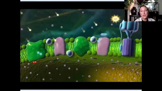 Basic Plant Science Lecture #5 (Summer 2021) смотреть онлайн