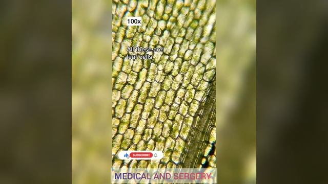 Plant under the microscope смотреть онлайн
