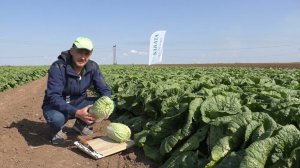 Пекинская капуста КИСЕКИ F1, технология выращивания для идеального результата! #пекинскаякапуста