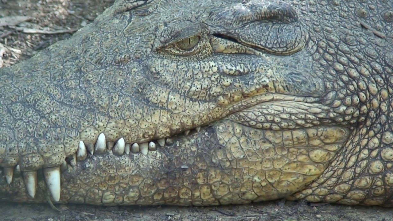 Hermann Hirt - "LEBENDIGES AUSTRALIEN" смотреть онлайн