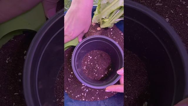 Пряный огород у вас дома без семян и заморочек ❕ смотреть онлайн