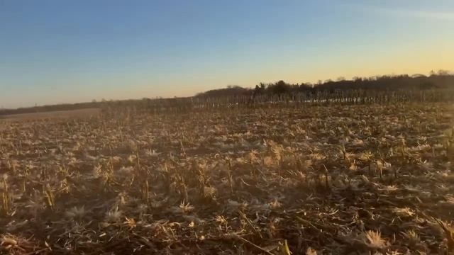 Popcorn harvesting смотреть онлайн