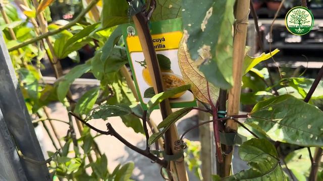 Прогулка по Цитрус Микс в Санкт- Петербург #комнатныерастения #цитрусовые #экзотическиерастения