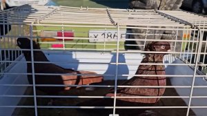 Голуби цены Птичий рынок г Пятигорск-ч2