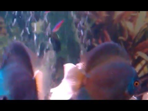 Мои дискусы и неоны смотреть онлайн