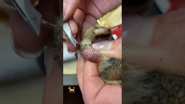 Impacted Hair Follicles! This Pup Is Sedated And Doesn’t Feel A Thing 🐾 🐕