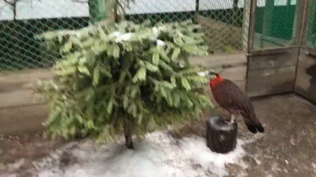 ТРАГОПАН САТИР, TRAGOPAN SATYRA, РОГАТЫЕ ФАЗАНЫ,