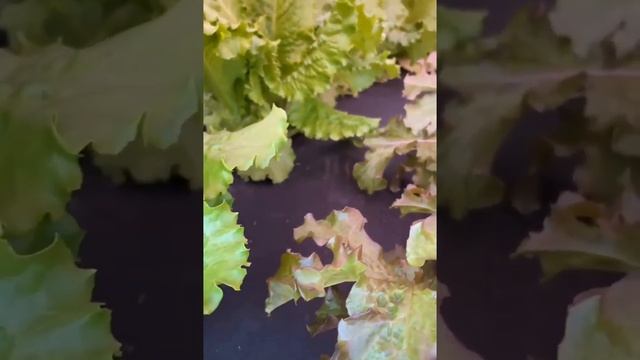 Идеальная зелень, идеальный огород, чистые руки.