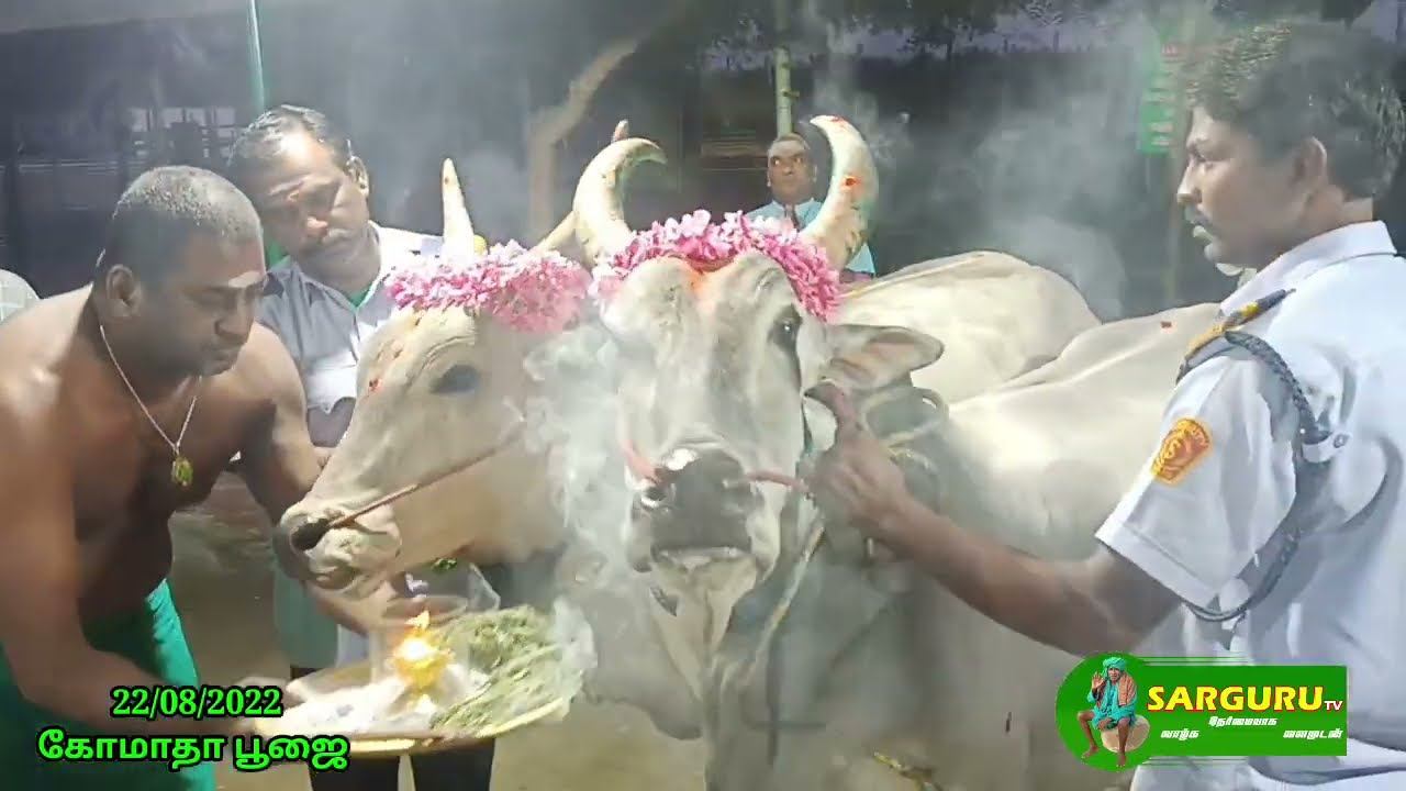 SARGURU TV 22/08/22 கோமாதா பூஜை смотреть онлайн