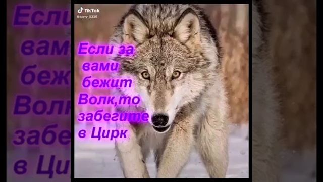 цитаты волка из тик тока смотреть онлайн