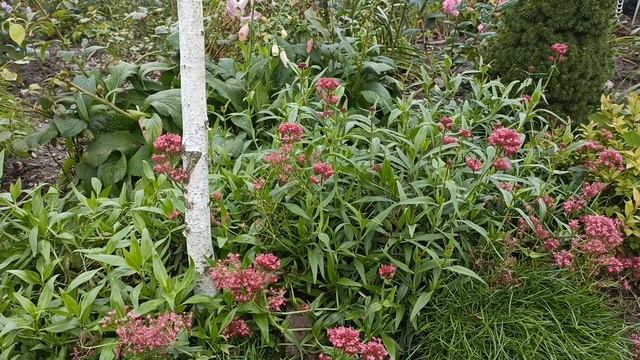 To działa tulipany przetrwały. Sadzę krokusy. Ostrogowiec bylina moje odkrycie sezonu. смотреть онлайн