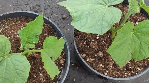 ИНТЕРЕСНЫЙ СПОСОБ ВЫРАЩИВАНИЯ ОГУРЦОВ В ГОРШКАХ - ПОШАГОВОЕ РУКОВОДСТВО