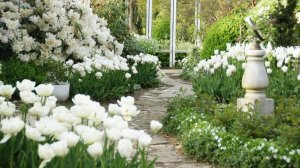 Белый сад: Идеи для дачного дизайна в одном цвете