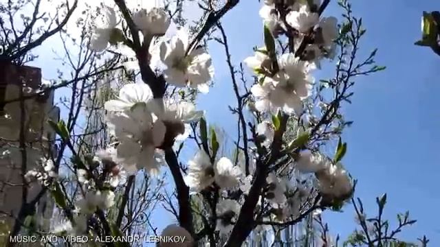 Красивые цветы и Музыка🌹🎵🌹🌹Очень красиво !!! смотреть онлайн