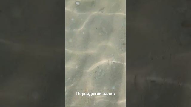 Рыбёшки, в соленой воде, персидский залив