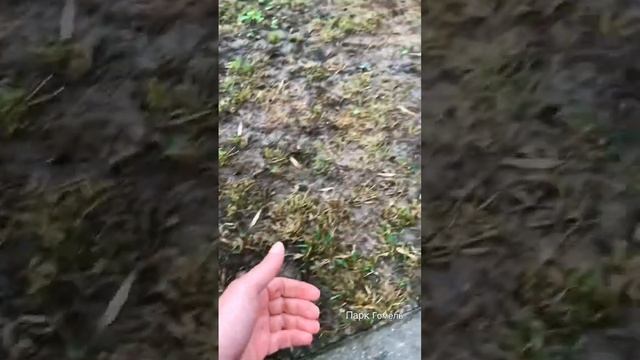 Белка в парке смотреть онлайн