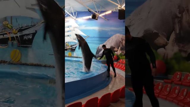 Соревнования 🐬🐬🐬дельфинов. Быстрота, ловкость, скорость! ✌️ смотреть онлайн