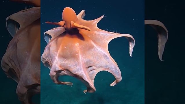 Cirroteuthidae Octopus снят на глубине около 1600 метров. смотреть онлайн