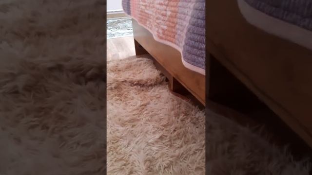 Время адаптации котенка Что делать? смотреть онлайн