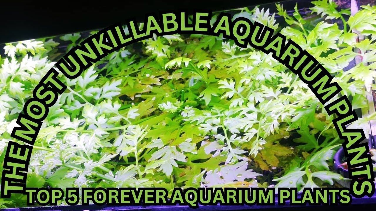 Top 5 Unkillable Aquarium Plants in Under 5 minutes смотреть онлайн