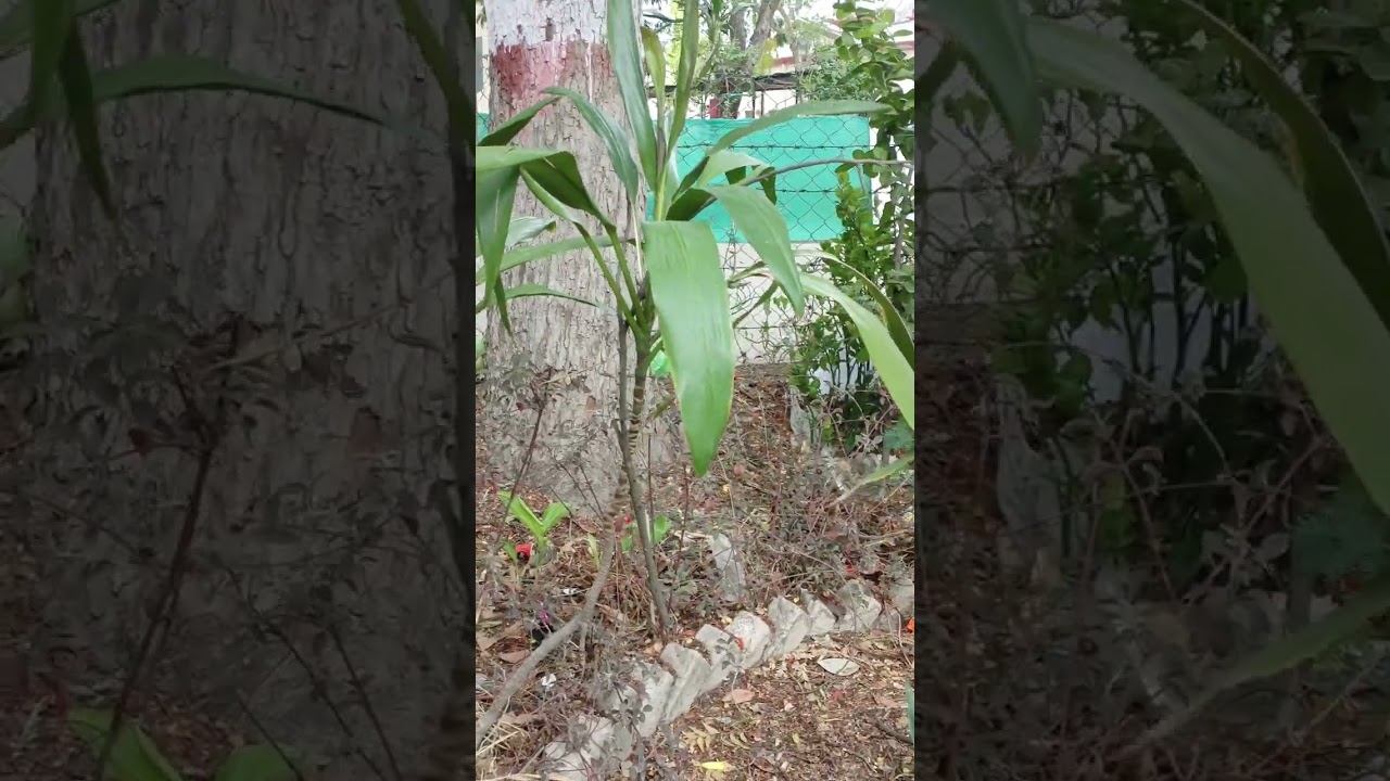 Monocot Plant смотреть онлайн