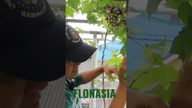 Bud Ke 14 #anggur #urbanfarming #grape #grapeharvest #backyard #gardening #grapeyard